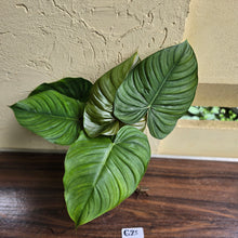 Load image into Gallery viewer, #G23 Large Philodendron Tenue x Plowmanii - Tip Cutting