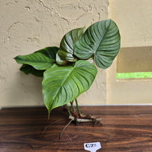 Load image into Gallery viewer, #G23 Large Philodendron Tenue x Plowmanii - Tip Cutting