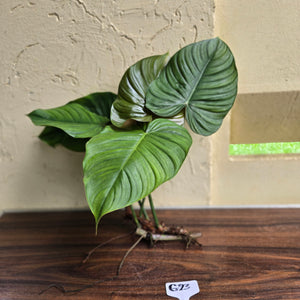 #G23 Large Philodendron Tenue x Plowmanii - Tip Cutting
