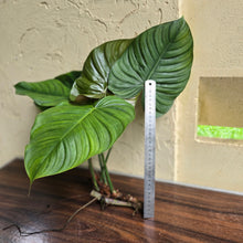 Load image into Gallery viewer, #G23 Large Philodendron Tenue x Plowmanii - Tip Cutting