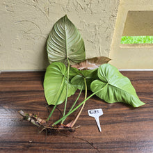 Load image into Gallery viewer, #G23 Large Philodendron Tenue x Plowmanii - Tip Cutting