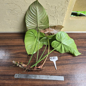 #G23 Large Philodendron Tenue x Plowmanii - Tip Cutting