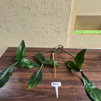 #H63 Philodendron 69686 Tip Cutting