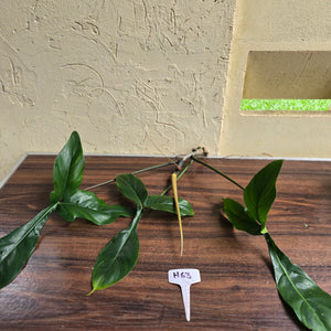 #H63 Philodendron 69686 Tip Cutting
