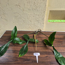 Load image into Gallery viewer, #H63 Philodendron 69686 Tip Cutting