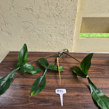Load image into Gallery viewer, #H63 Philodendron 69686 Tip Cutting