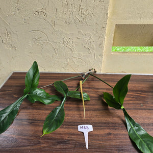 #H63 Philodendron 69686 Tip Cutting