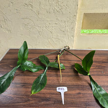 Load image into Gallery viewer, #H63 Philodendron 69686 Tip Cutting