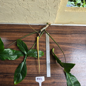 #H63 Philodendron 69686 Tip Cutting
