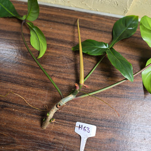#H63 Philodendron 69686 Tip Cutting