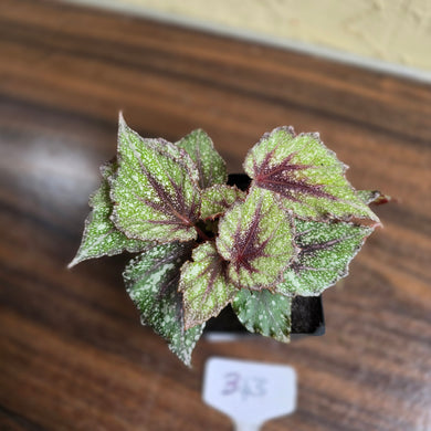 #B43 Begonia Arctic Snow