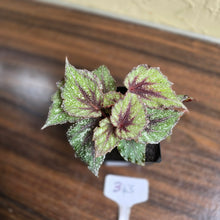 Load image into Gallery viewer, #B43 Begonia Arctic Snow