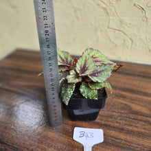 Load image into Gallery viewer, #B43 Begonia Arctic Snow