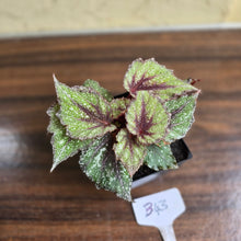 Load image into Gallery viewer, #B43 Begonia Arctic Snow