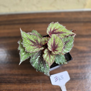 #B43 Begonia Arctic Snow