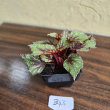 Load image into Gallery viewer, #B43 Begonia Arctic Snow