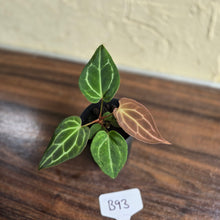 Load image into Gallery viewer, #B93 Anthurium Crystallinum x