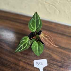 #B93 Anthurium Crystallinum x