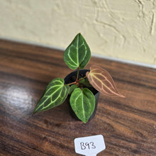 Load image into Gallery viewer, #B93 Anthurium Crystallinum x