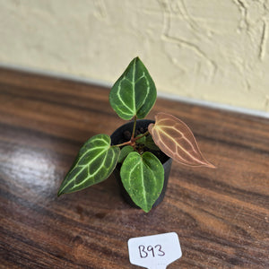 #B93 Anthurium Crystallinum x