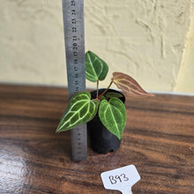 Load image into Gallery viewer, #B93 Anthurium Crystallinum x