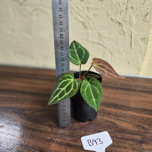 Load image into Gallery viewer, #B93 Anthurium Crystallinum x