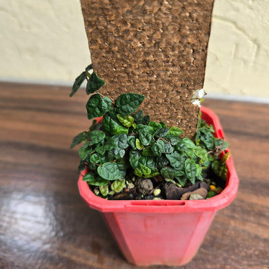 #H104 Ficus Pumila Minima