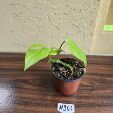 Load image into Gallery viewer, #H346 Rhaphidophora Pertusa