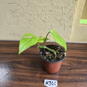 #H346 Rhaphidophora Pertusa