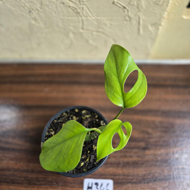 #H346 Rhaphidophora Pertusa