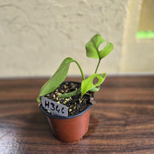Load image into Gallery viewer, #H346 Rhaphidophora Pertusa