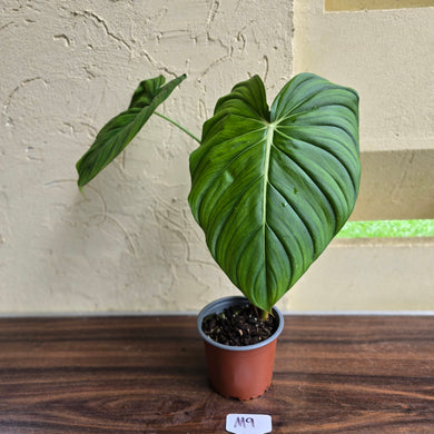 #M9 Philodendron Dean Mcdowell