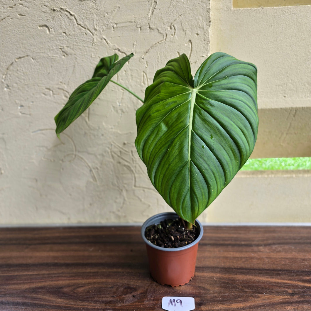 #M9 Philodendron Dean Mcdowell