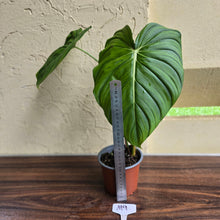 Load image into Gallery viewer, #M9 Philodendron Dean Mcdowell