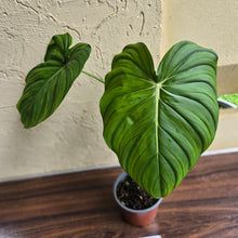 Load image into Gallery viewer, #M9 Philodendron Dean Mcdowell