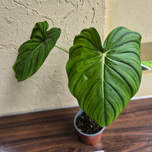 Load image into Gallery viewer, #M9 Philodendron Dean Mcdowell