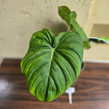 Load image into Gallery viewer, #M9 Philodendron Dean Mcdowell