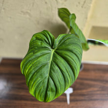 Load image into Gallery viewer, #M9 Philodendron Dean Mcdowell