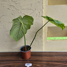 Load image into Gallery viewer, #M9 Philodendron Dean Mcdowell