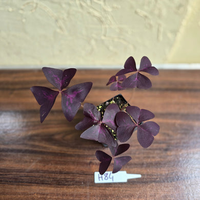 #H84 Oxalis Triangularis