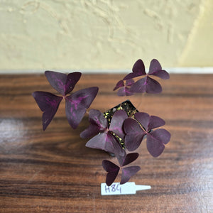 #H84 Oxalis Triangularis