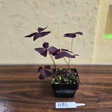 Load image into Gallery viewer, #H84 Oxalis Triangularis