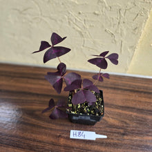Load image into Gallery viewer, #H84 Oxalis Triangularis