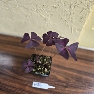#H84 Oxalis Triangularis