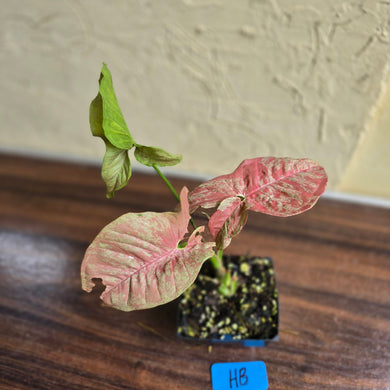 #HB Syngonium Confetti