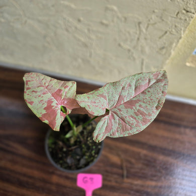 #G3 Syngonium Confetti