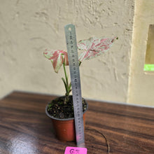 Load image into Gallery viewer, #G3 Syngonium Confetti