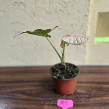 Load image into Gallery viewer, #G3 Syngonium Confetti