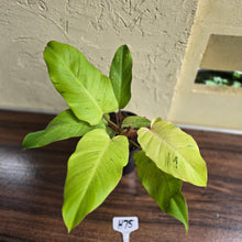 Load image into Gallery viewer, #H75 Philodendron Snowdrift