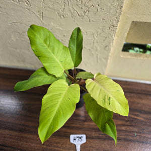 #H75 Philodendron Snowdrift
